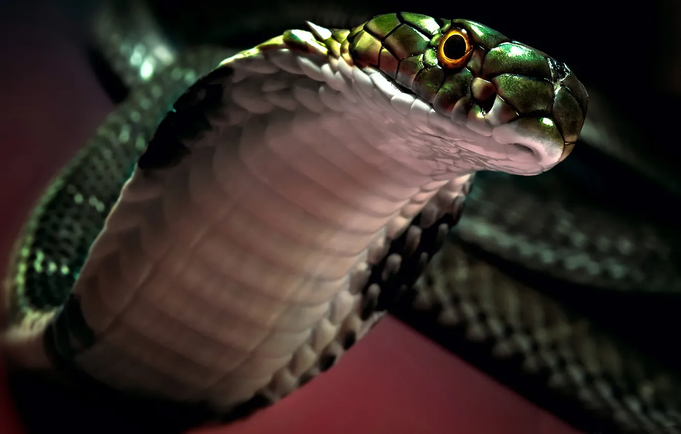 Photo wallpaper eyes, snake, head, hood, Cobra