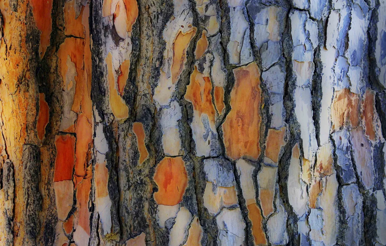 Photo wallpaper tree, trunk, bark