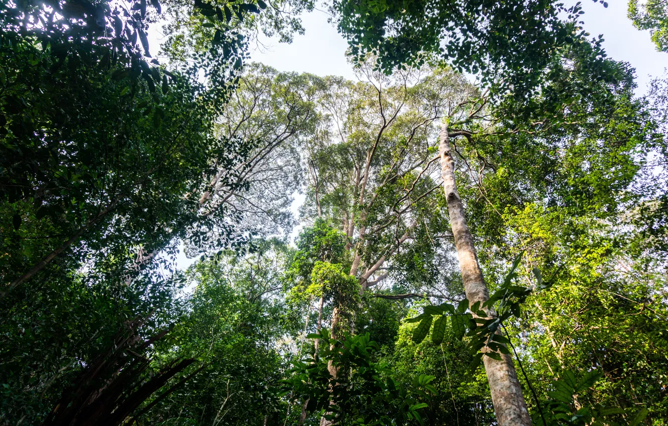 Photo wallpaper light, forest, trees, jungle, nature, natural, malaysia, trekking