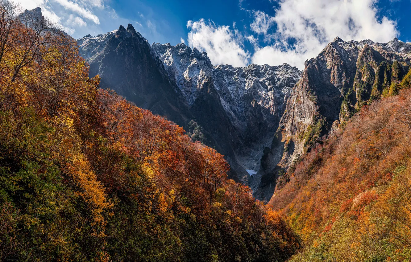 Photo wallpaper autumn, forest, the sky, clouds, light, trees, mountains, branches