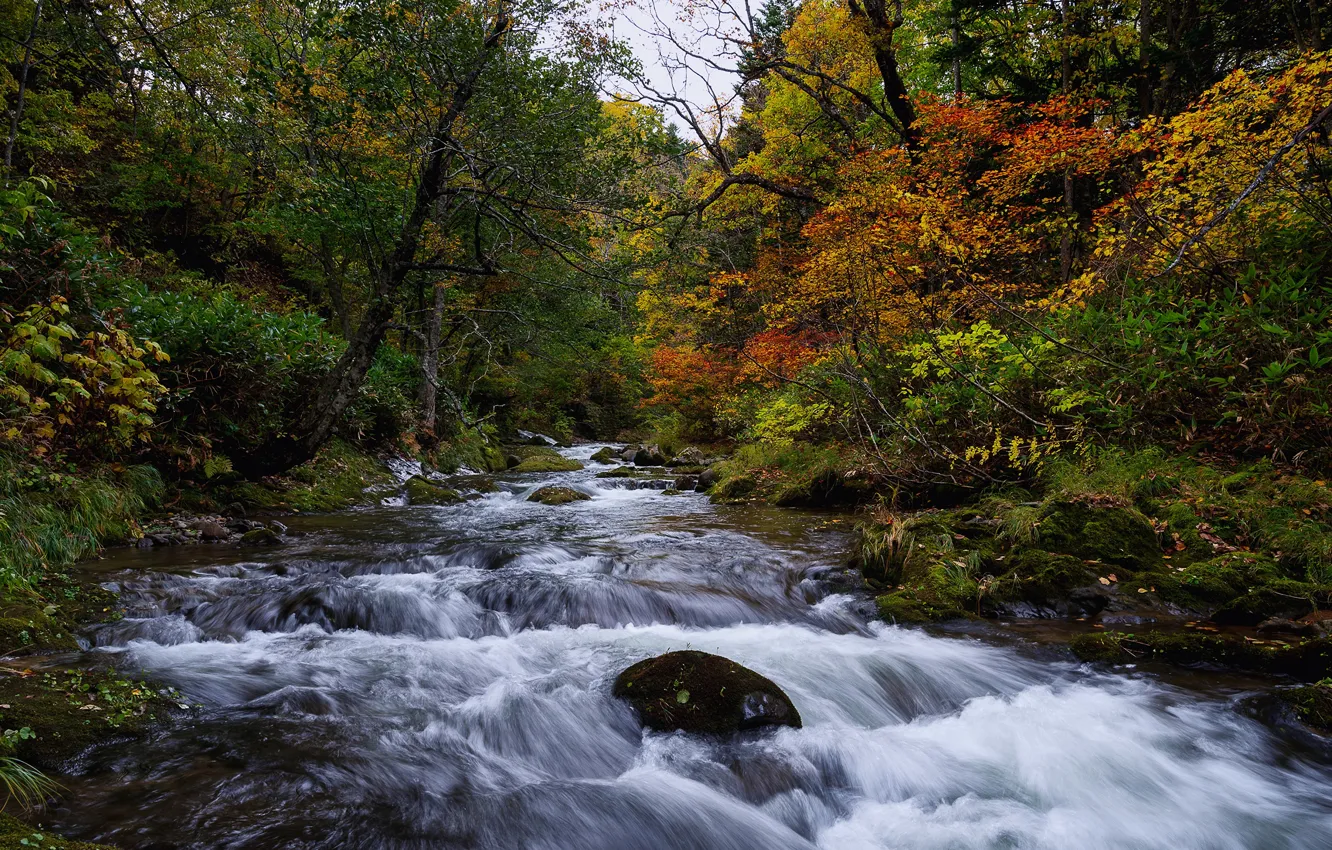 Photo wallpaper autumn, forest, leaves, trees, stream, stones, moss, Japan