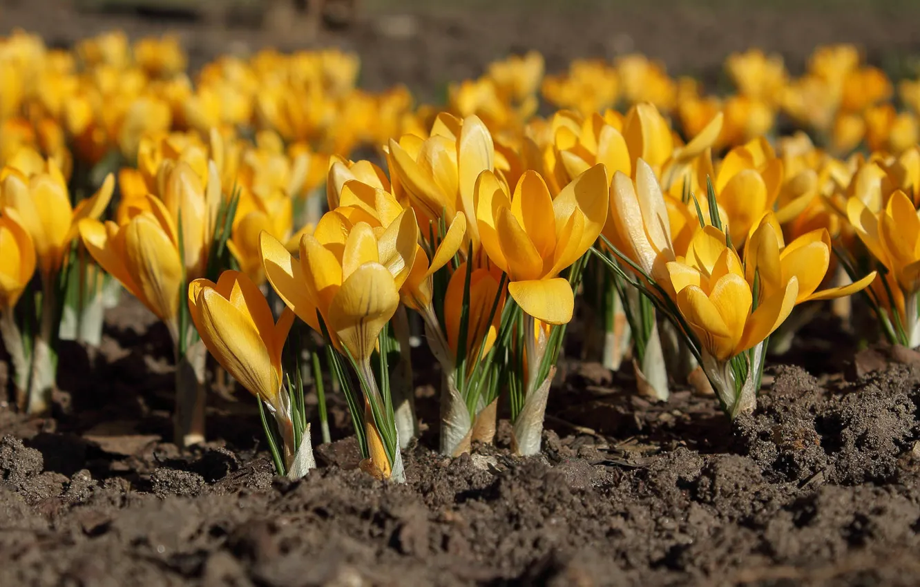 Photo wallpaper flowers, yellow, nature, spring, crocuses, flowering