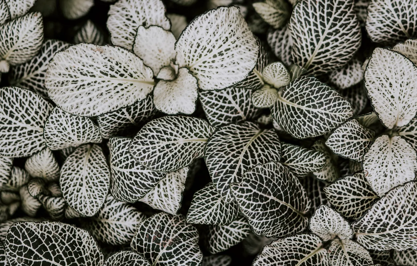 Photo wallpaper leaves, line, background, plants