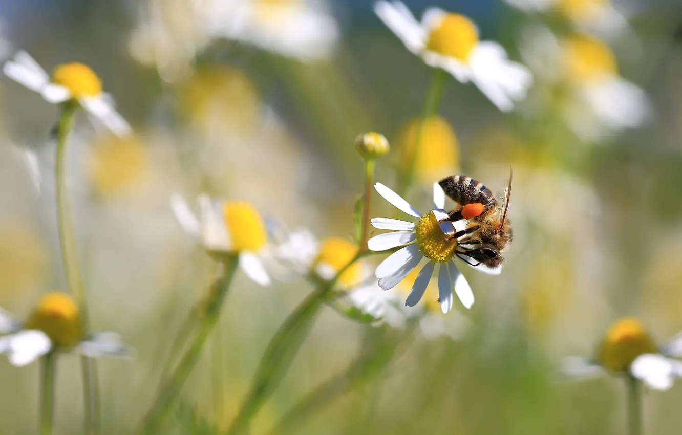 Photo wallpaper macro, flowers, pose, bee, chamomile, blur, spring, meadow