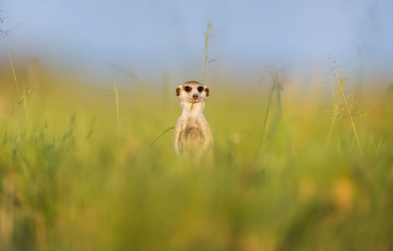 Photo wallpaper summer, nature, meerkat, Meerkat