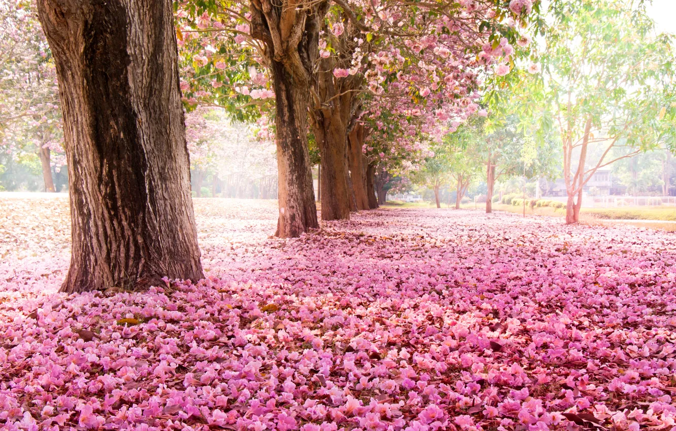 Photo wallpaper trees, flowers, nature, Park, Sakura, pink, flowering
