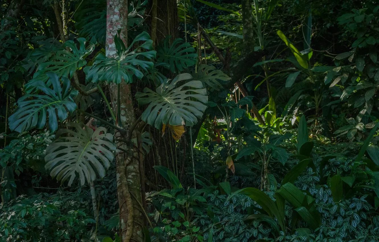 Photo wallpaper forest, trees, nature, tropics, palm trees, plants, jungle, forest