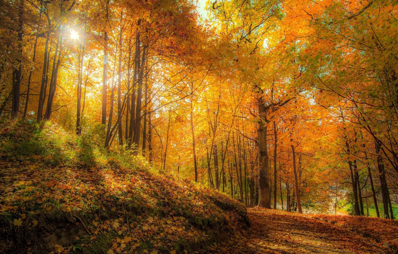 Photo wallpaper autumn, forest, nature, yellow leaves