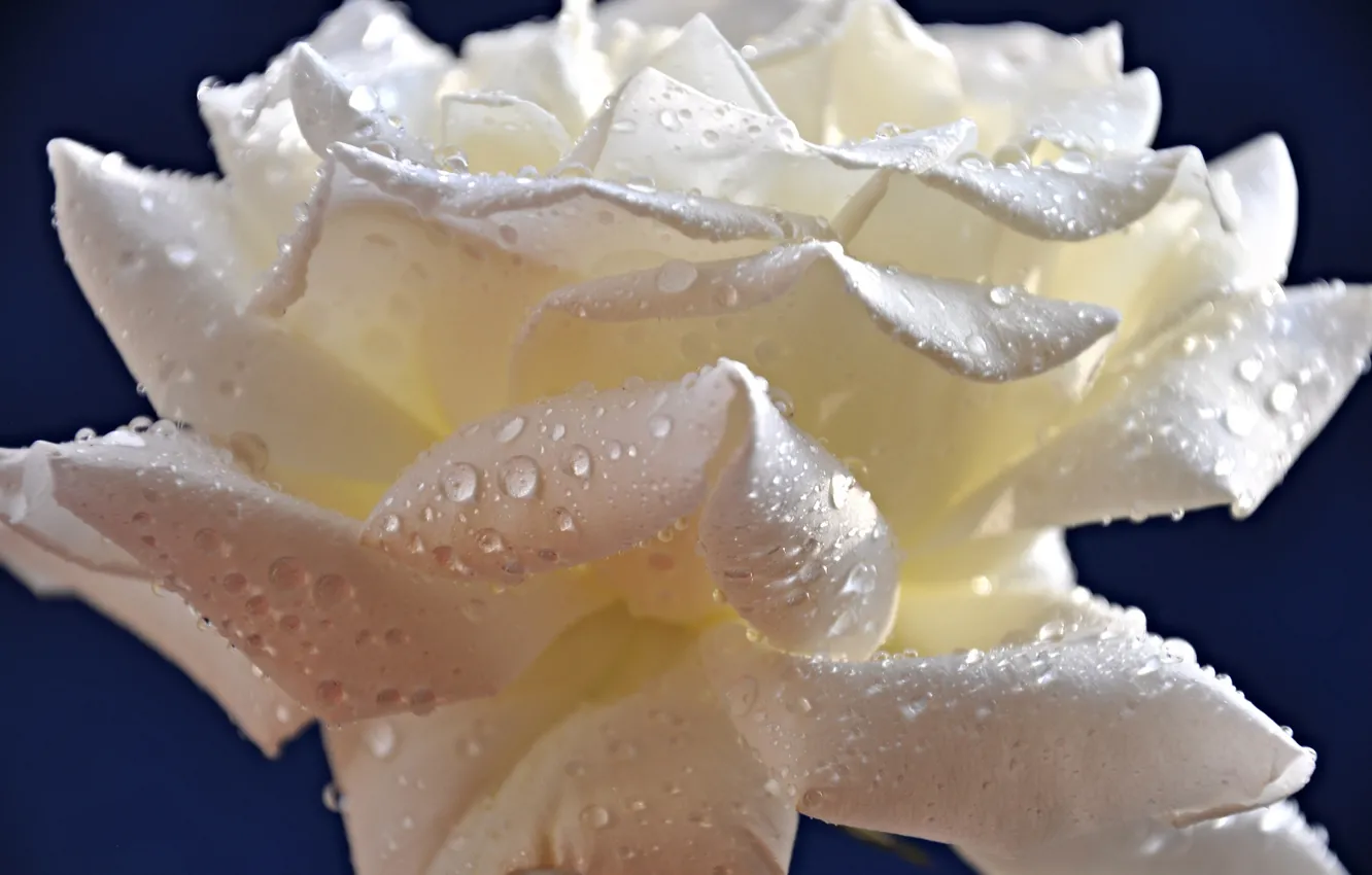 Photo wallpaper drops, flowers, Rosa, roses, petals