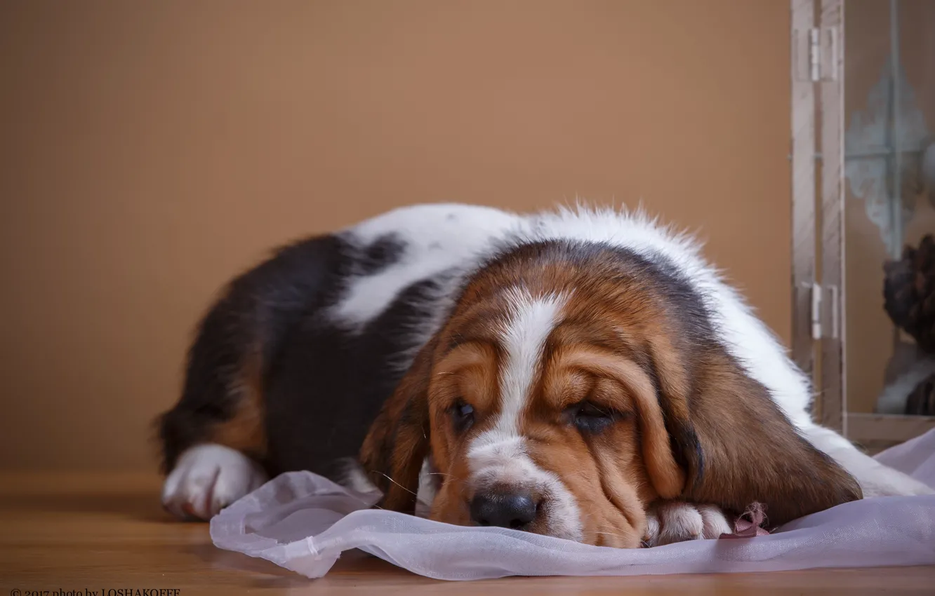 Photo wallpaper background, puppy, fabric, dog