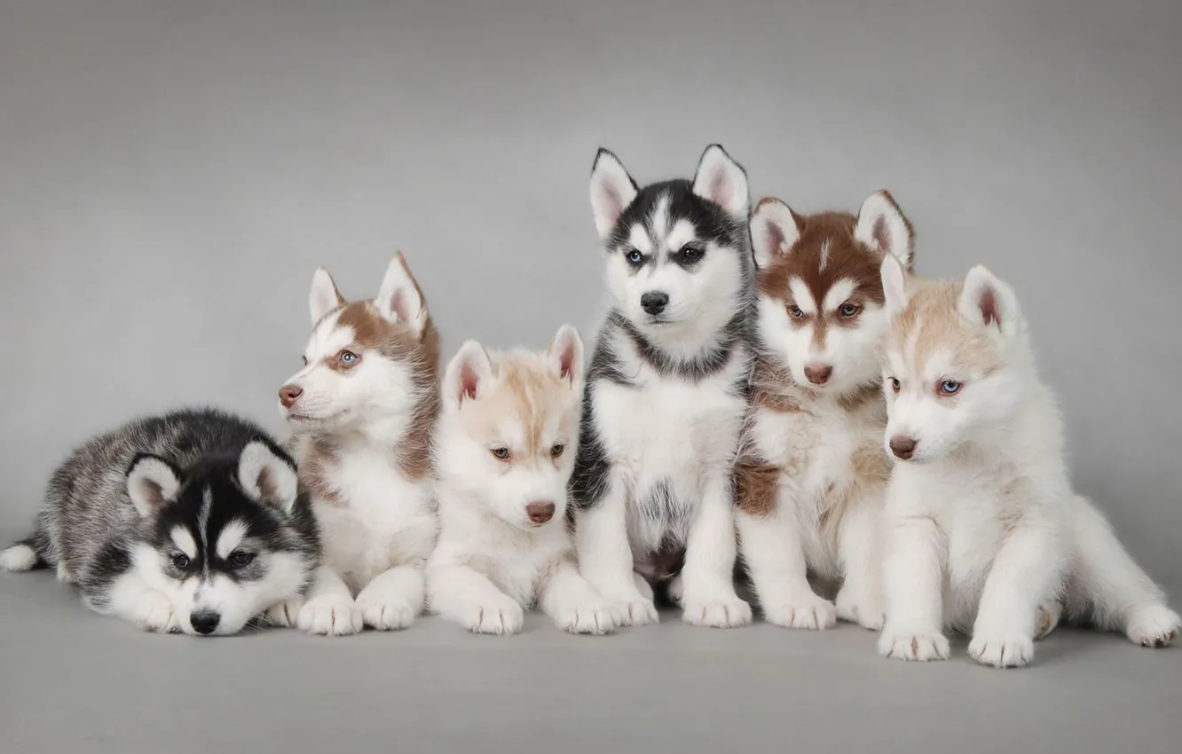 Photo wallpaper dogs, puppies, husky