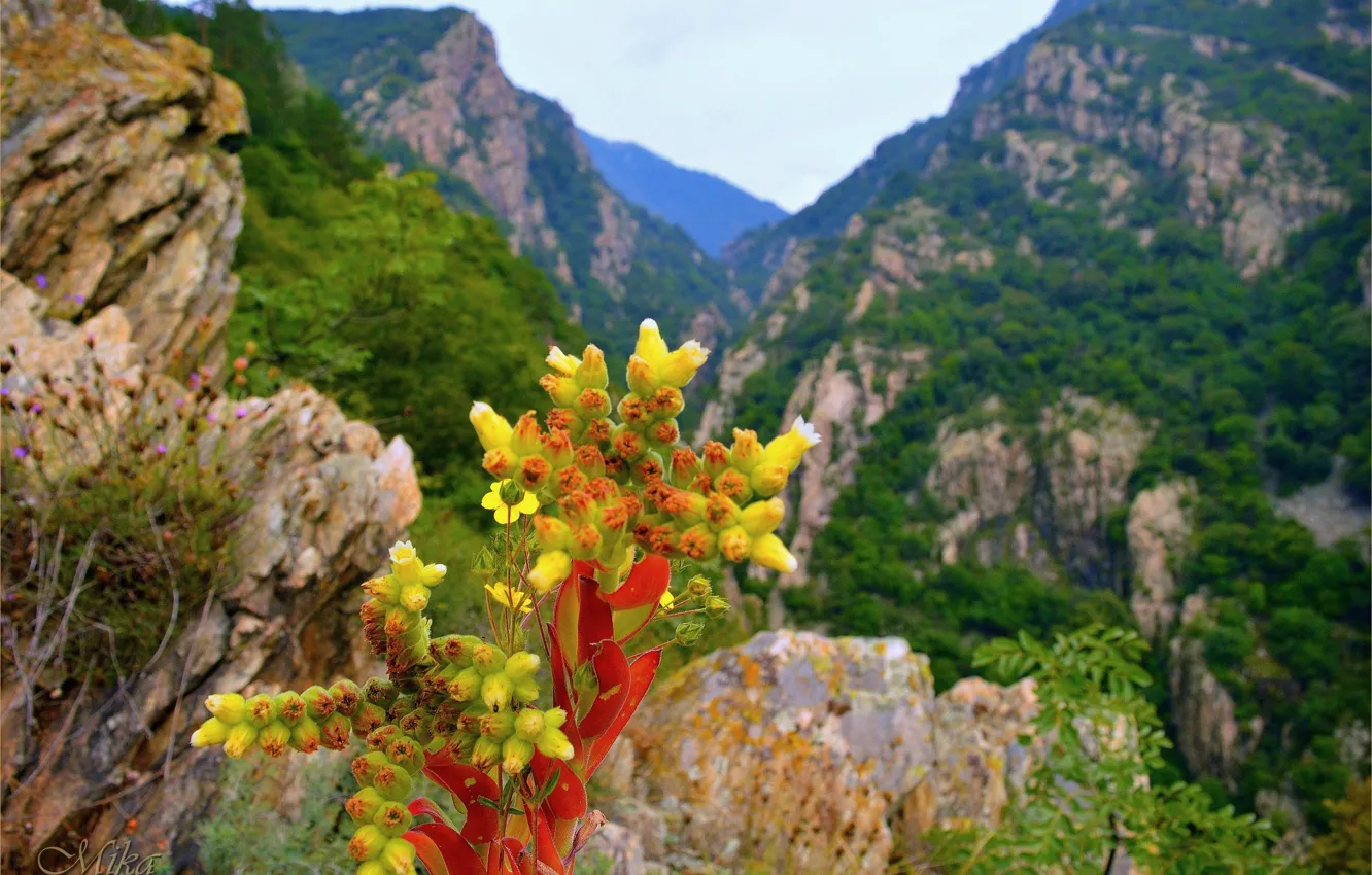 Photo wallpaper mountains, flowers, flowers, mountains