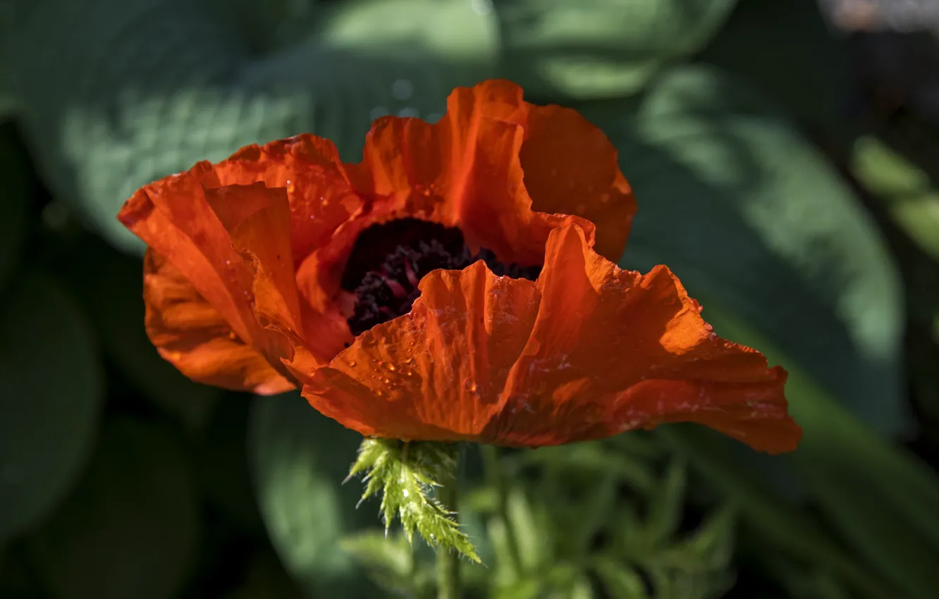 Photo wallpaper leaves, drops, macro, flowers, red, Mac, petals, bokeh