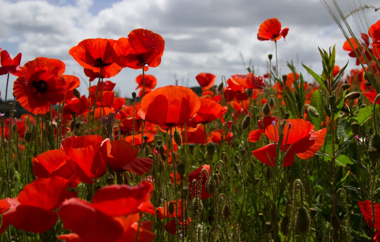 Photo wallpaper red, flowers, light, bokeh, poppy field, Maki, summer, the sky