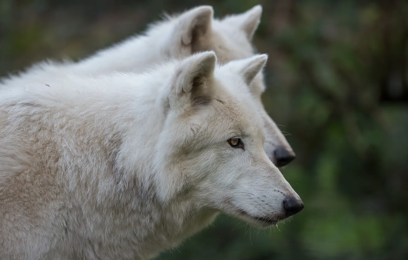 Photo wallpaper white, face, two, wolf, portrait, pair, profile, polar