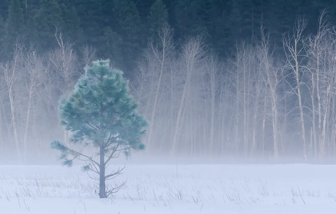 Photo wallpaper winter, forest, snow, trees, fog, glade, CA, USA