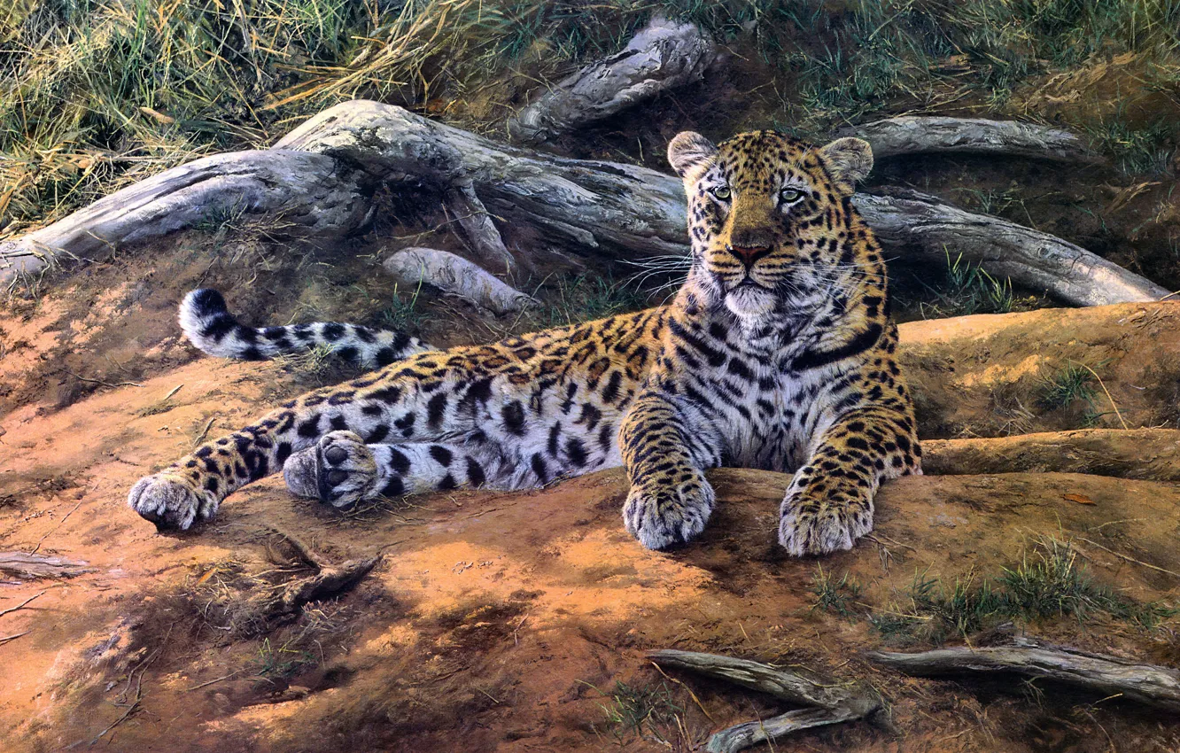 Photo wallpaper look, nature, figure, picture, art, leopard, lies, snag