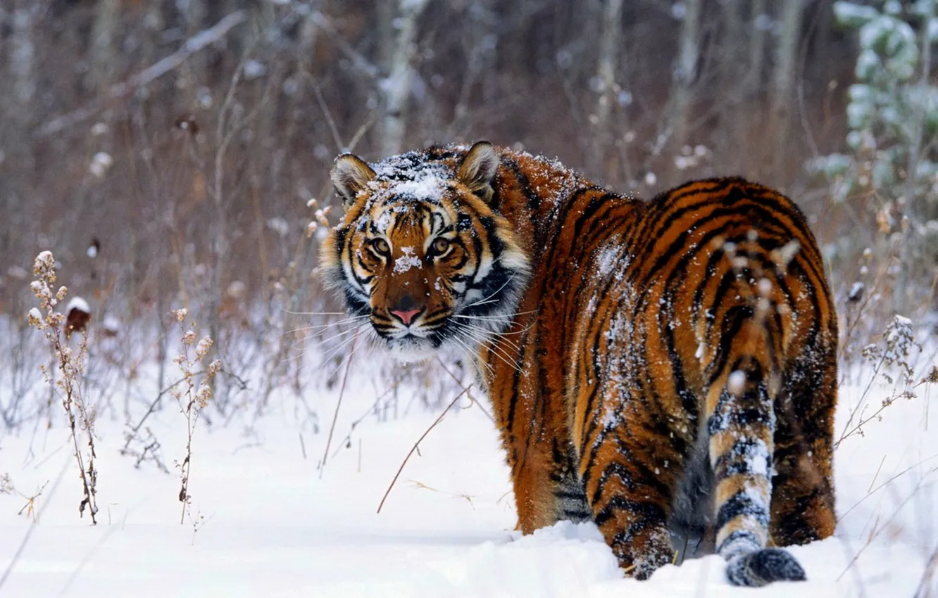 Photo wallpaper fantasy, Predator, jungle, nature, tiger, cat, cats, asian