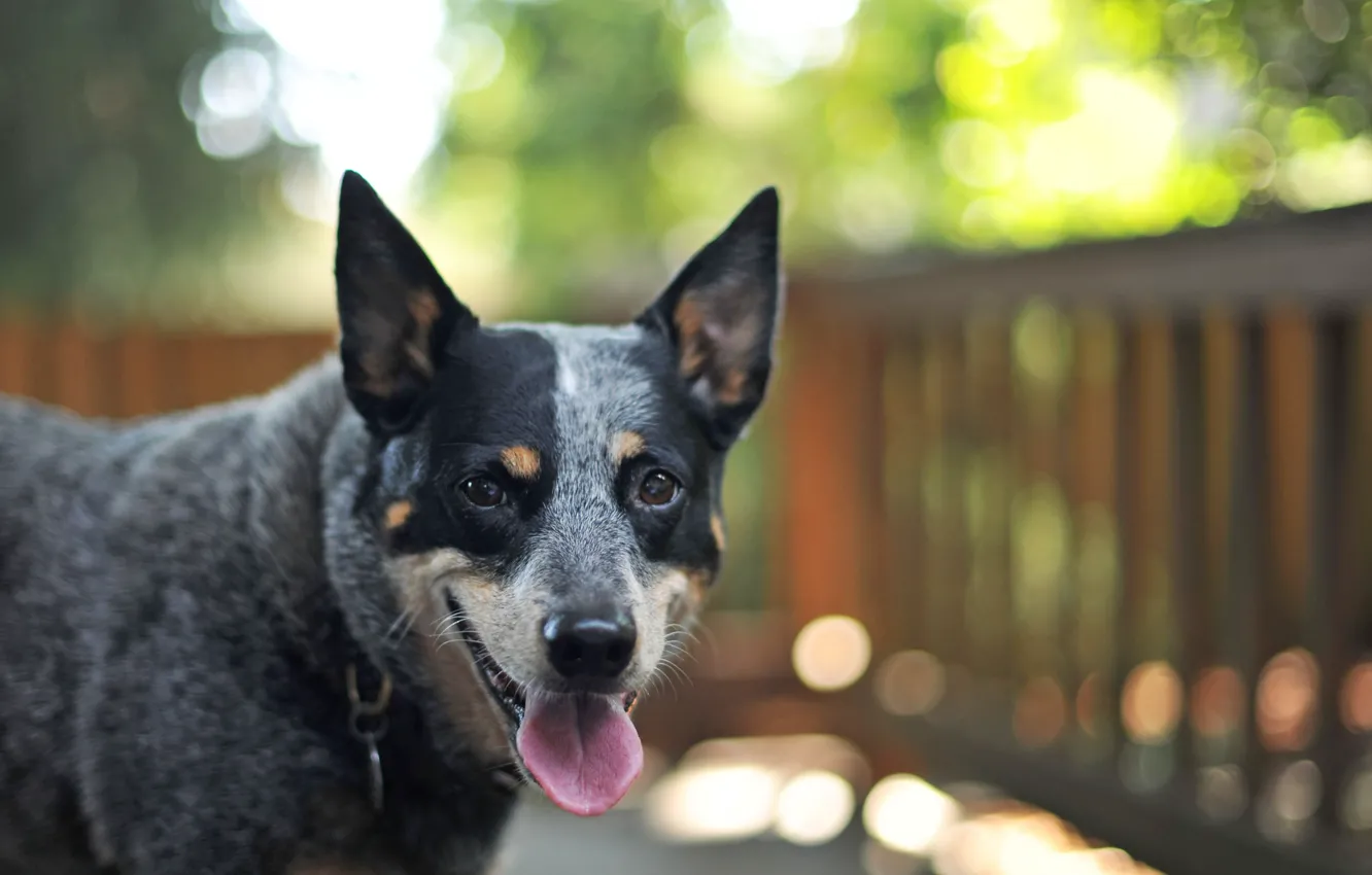 Photo wallpaper look, each, dog, bokeh, Australian Cattle Dog