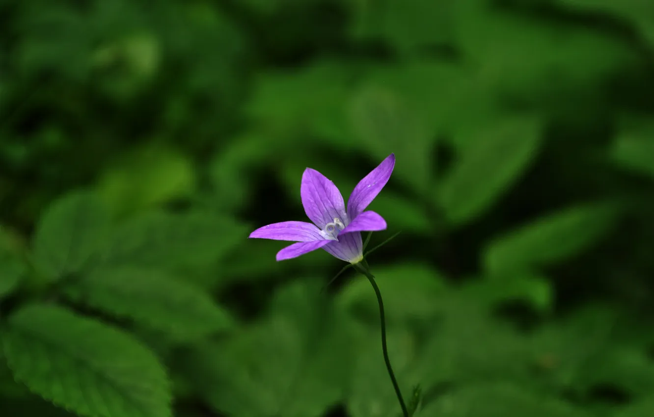 Photo wallpaper flowers, photo, beautiful Wallpaper, background pictures