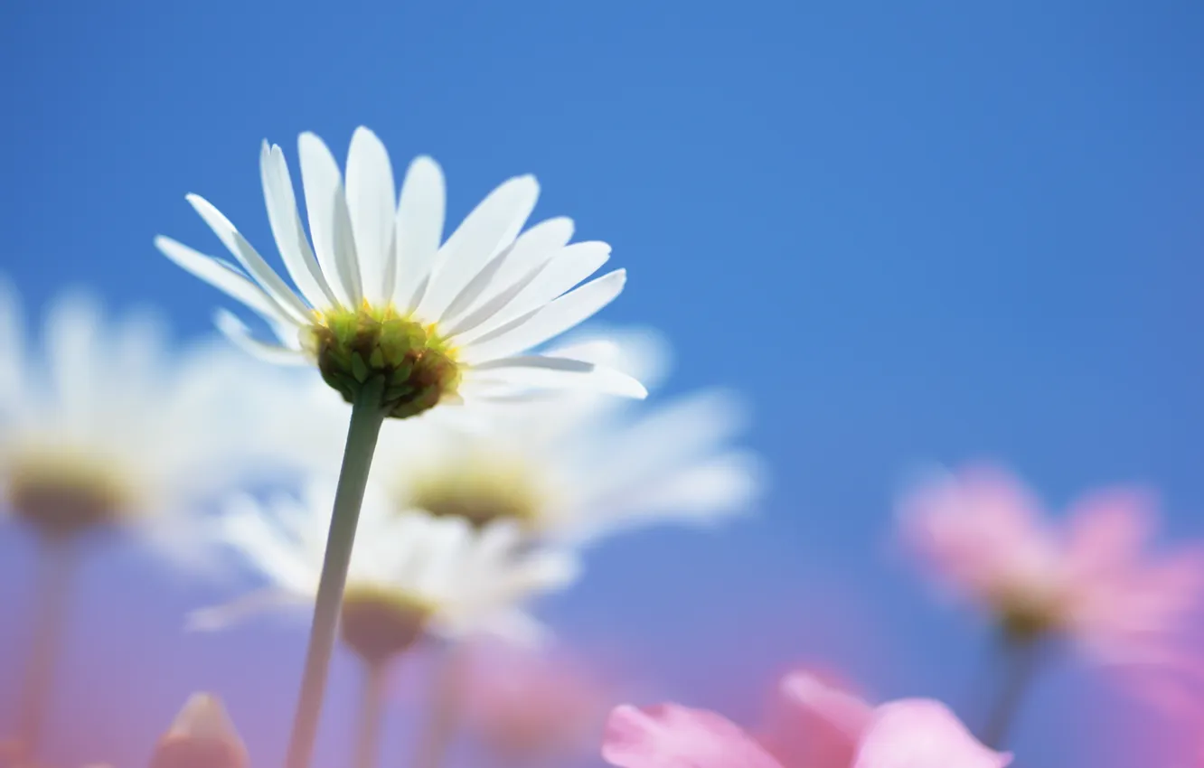 Photo wallpaper flowers, blue, chamomile, pink