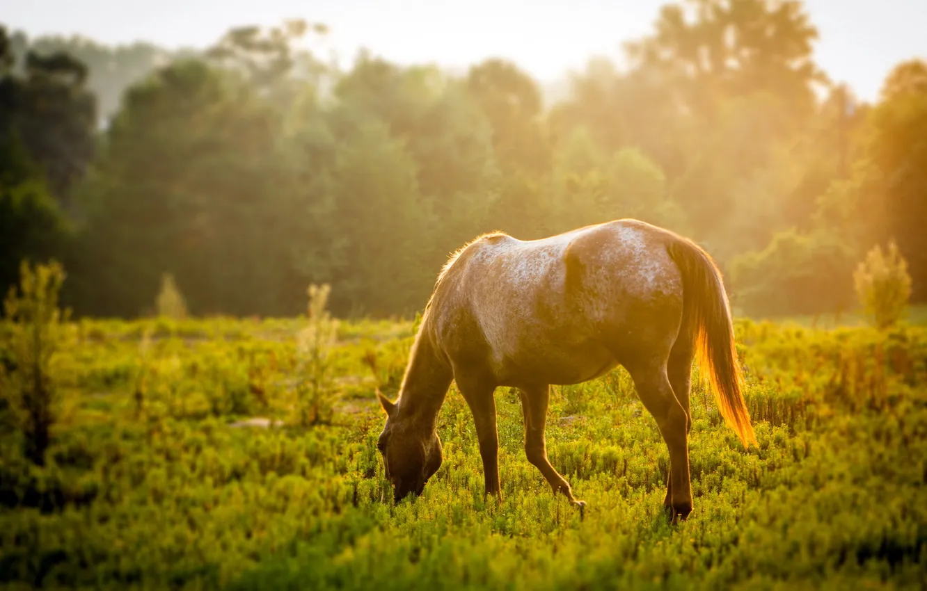 Photo wallpaper field, nature, horse