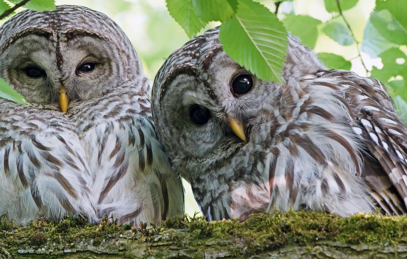 Photo wallpaper look, nature, photo, owls, twigs, casting