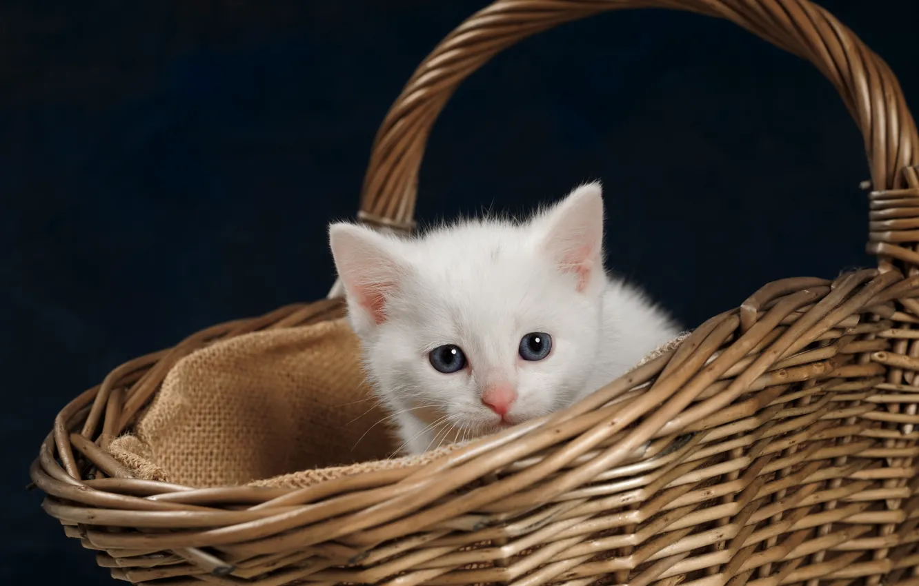 Photo wallpaper look, background, basket, baby, muzzle, kitty, white kitten
