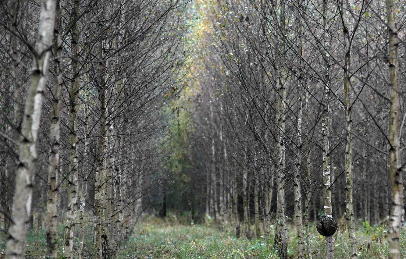 Photo wallpaper forest, trees, birch