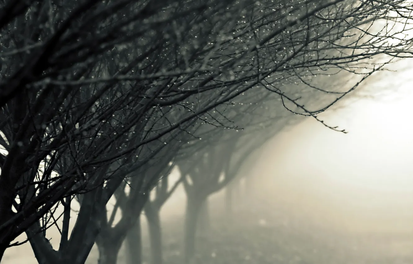 Photo wallpaper drops, trees, nature, fog