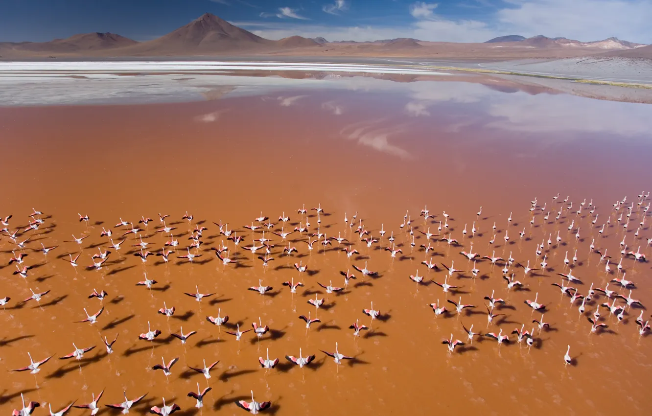 Photo wallpaper sky, Flamingo, nature, blue, water, mountain, birds, orange