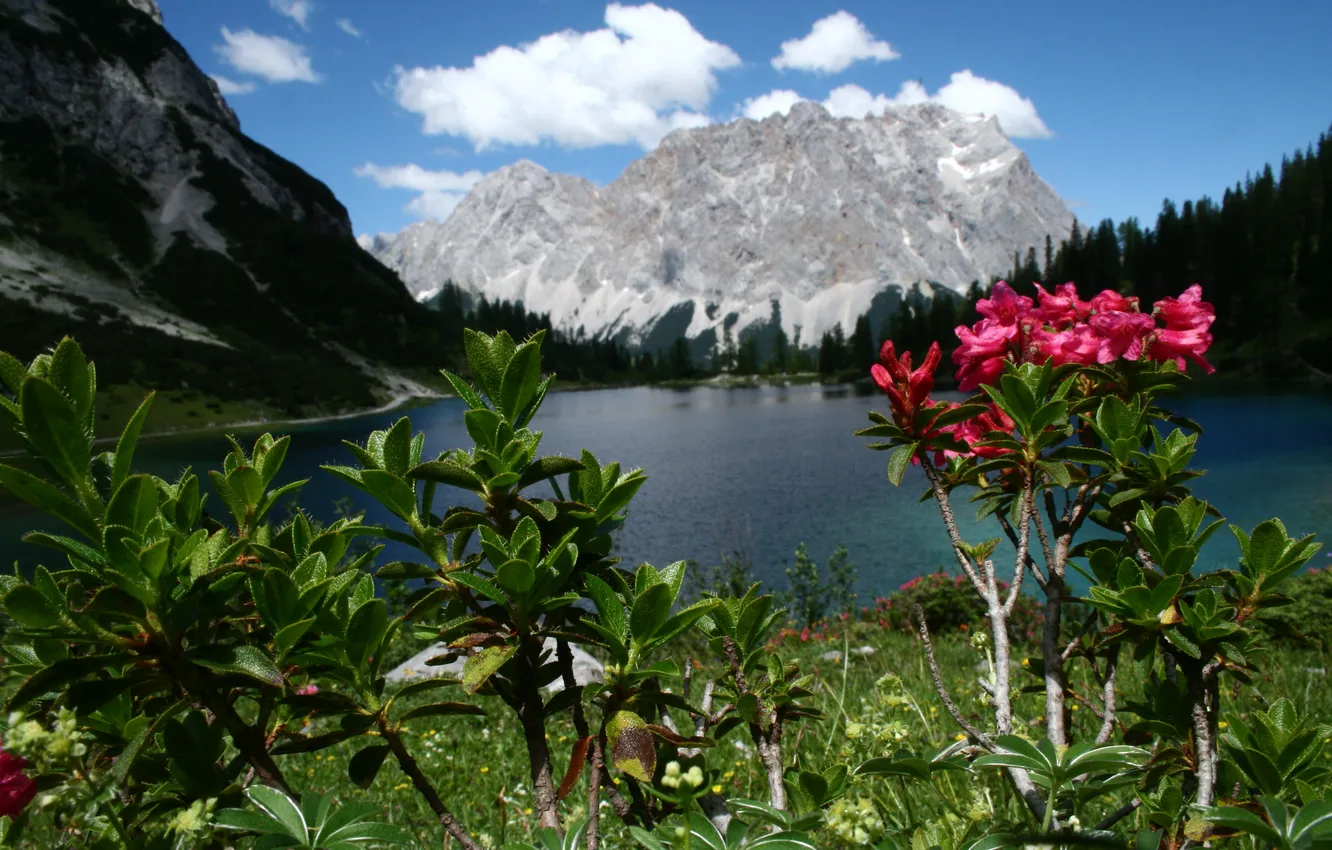 Photo wallpaper flowers, mountains, lake
