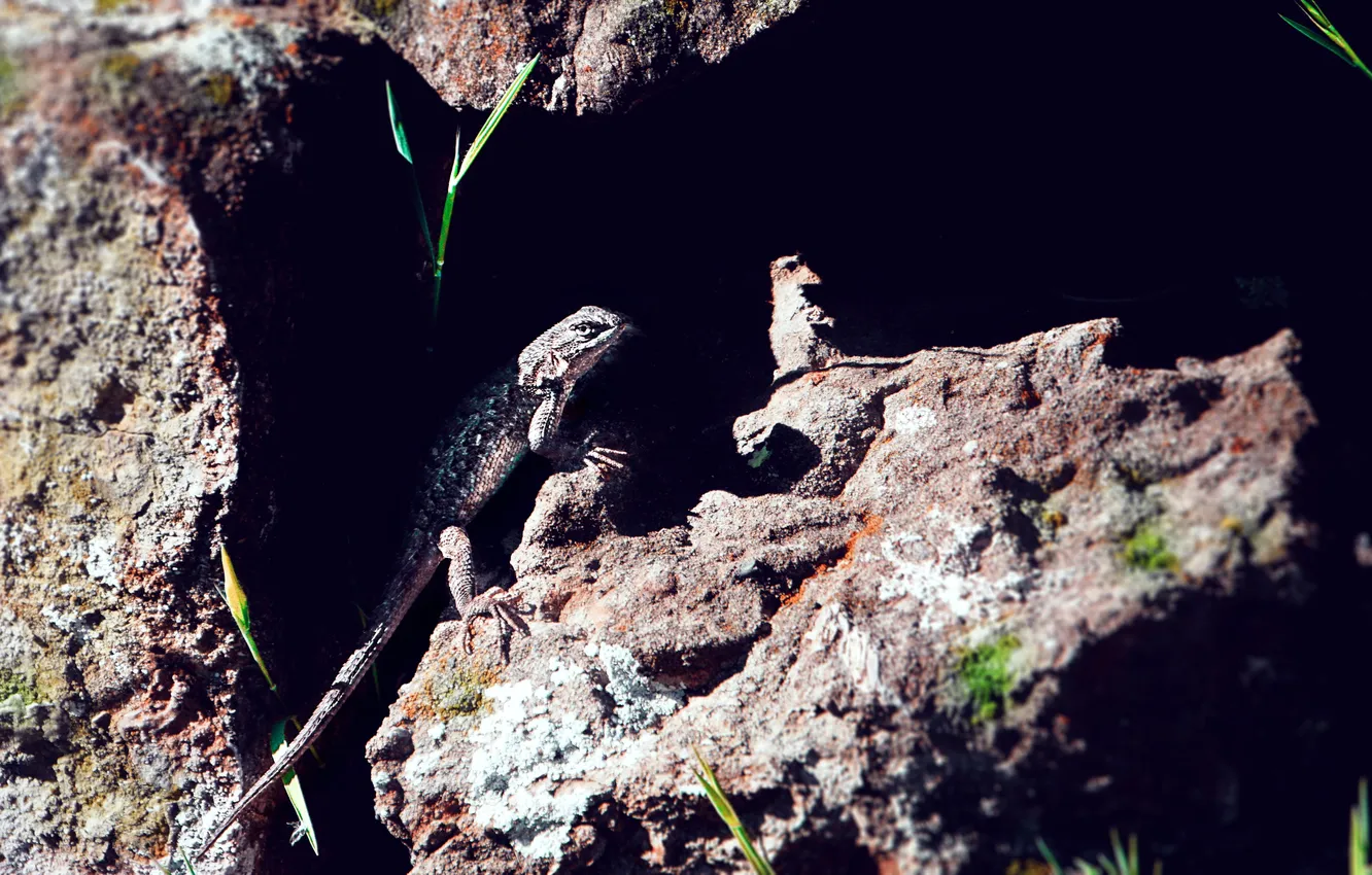Photo wallpaper stones, rocks, lizard, reptile
