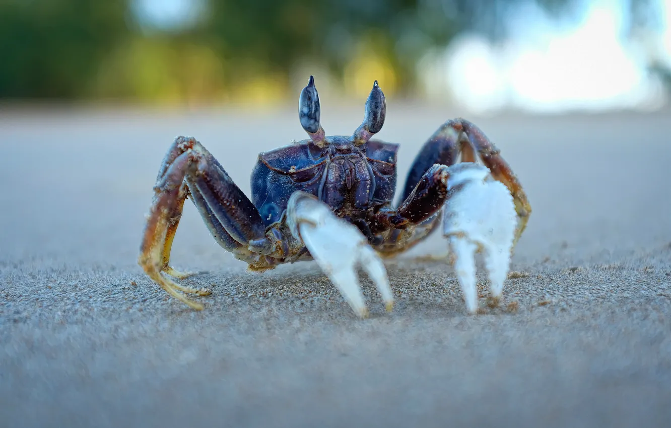 Photo wallpaper sand, eyes, macro, background, crab, bokeh, claws