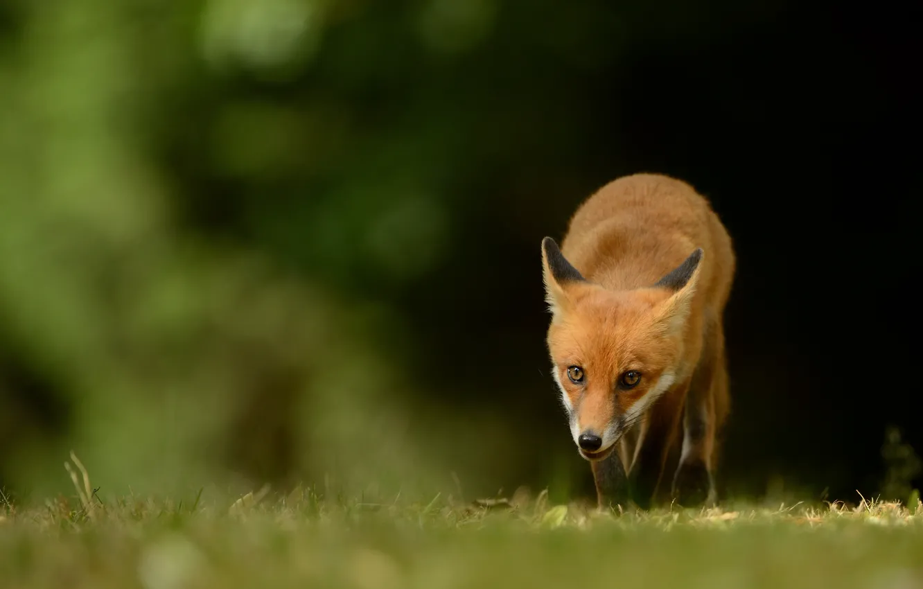 Photo wallpaper grass, look, pose, the dark background, glade, Fox, red, face