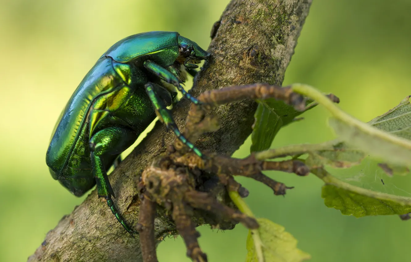 Photo wallpaper trees, branches, beetle, brantovka, Wallpaper from lolita777