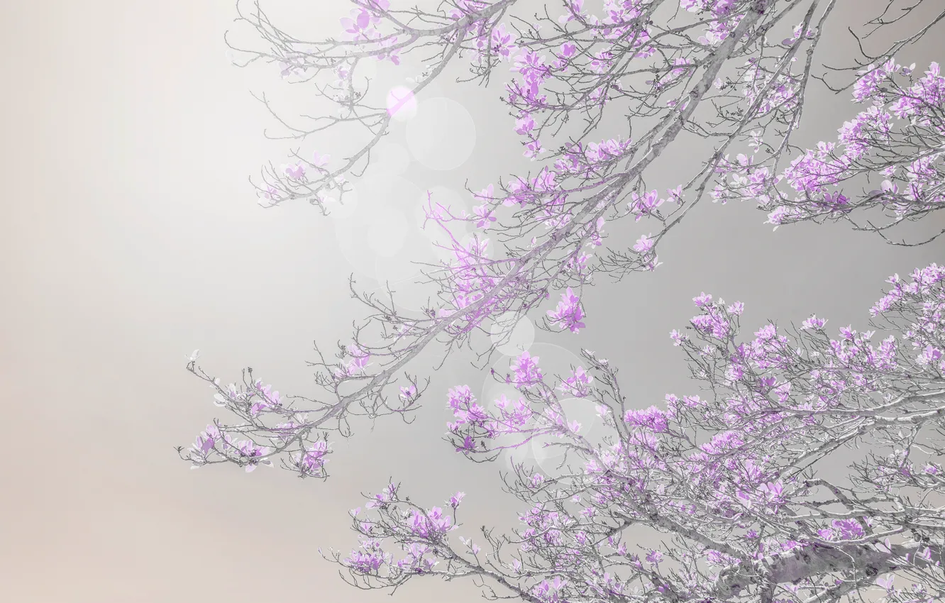 Photo wallpaper light, flowers, branches, treatment, spring, lilac, Magnolia