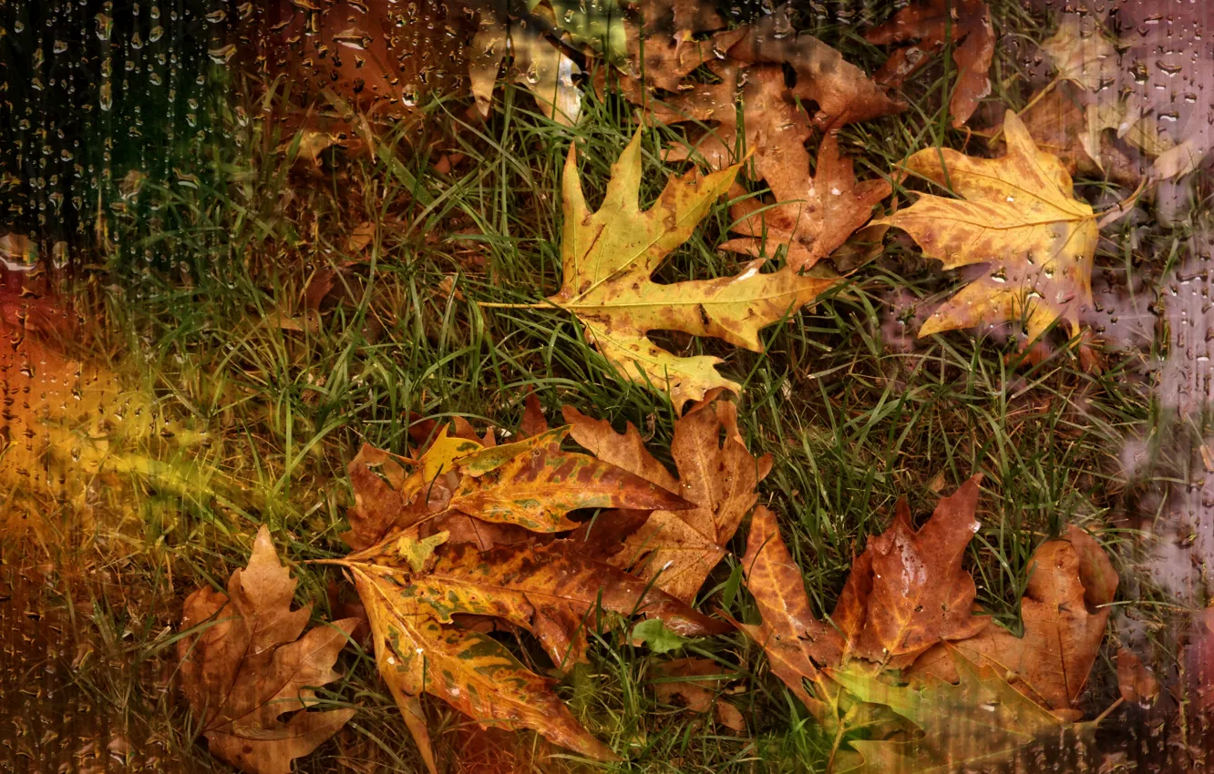 Photo wallpaper drops, rain, autumn leaves, Kide Fotoart