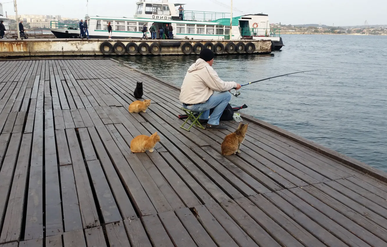 Photo wallpaper cats, fishing, waiting