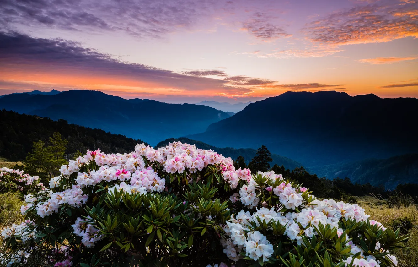 Photo wallpaper forest, the sky, leaves, clouds, landscape, sunset, flowers, mountains