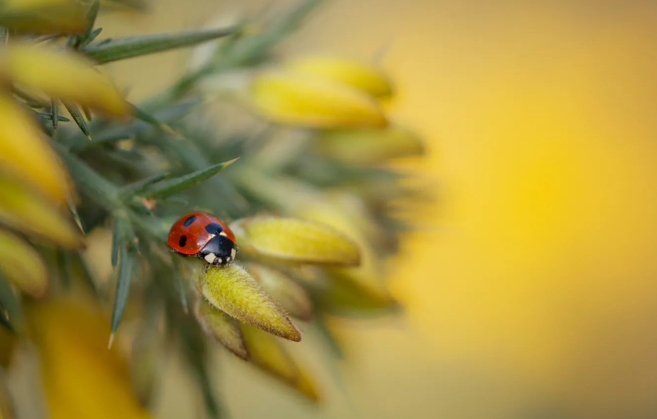 Photo wallpaper macro, nature, plant, ladybug, beetle, insect