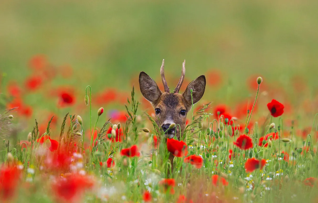 Photo wallpaper field, flowers, nature, animal, Maki, head, deer