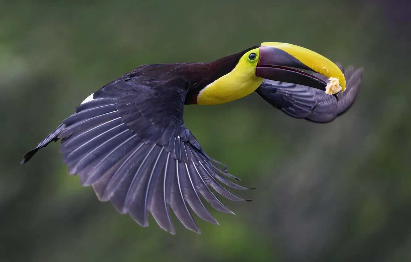 Photo wallpaper flight, bird, Toucan, mining