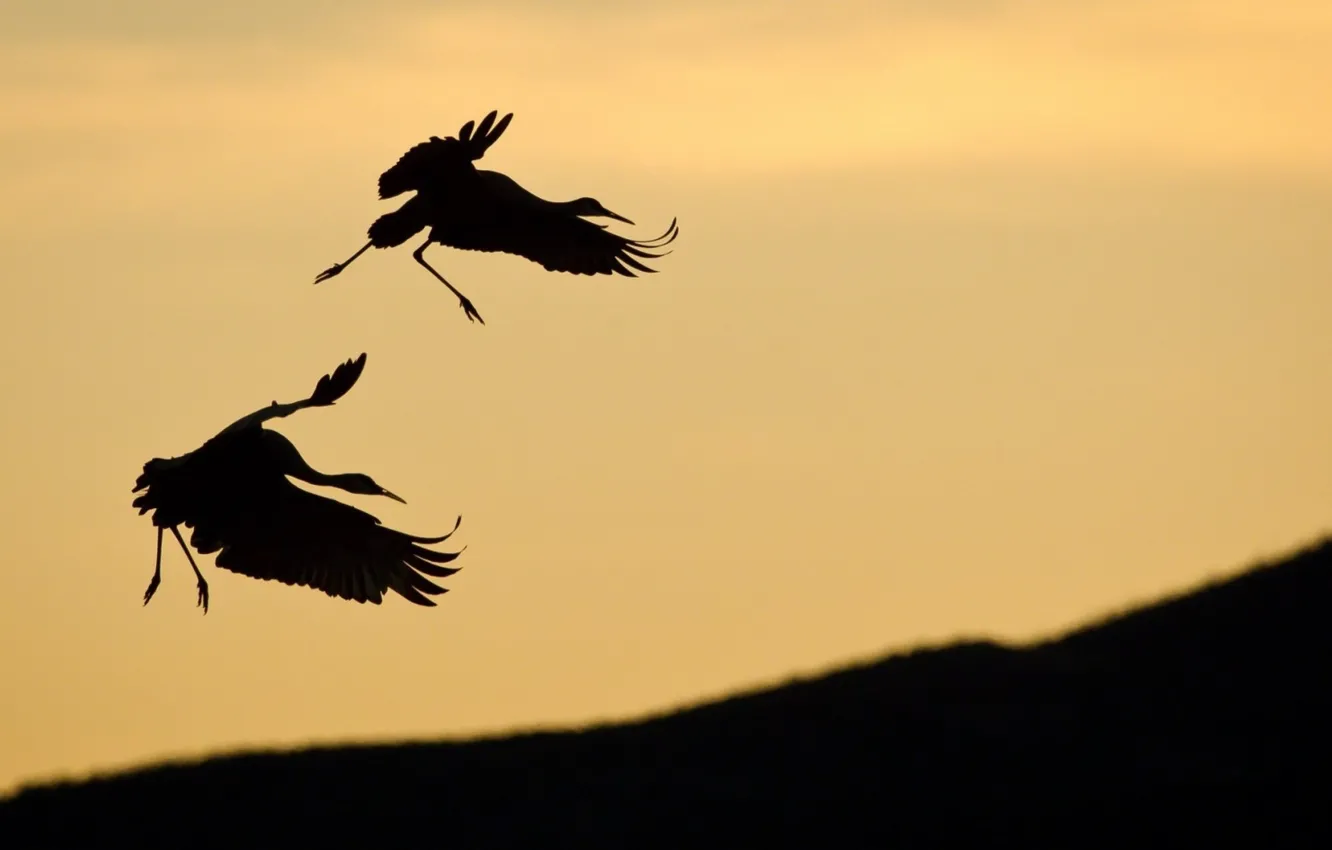 Photo wallpaper bird, cranes, sirouette