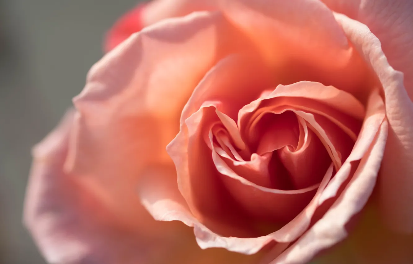 Photo wallpaper macro, rose, petals, Bud