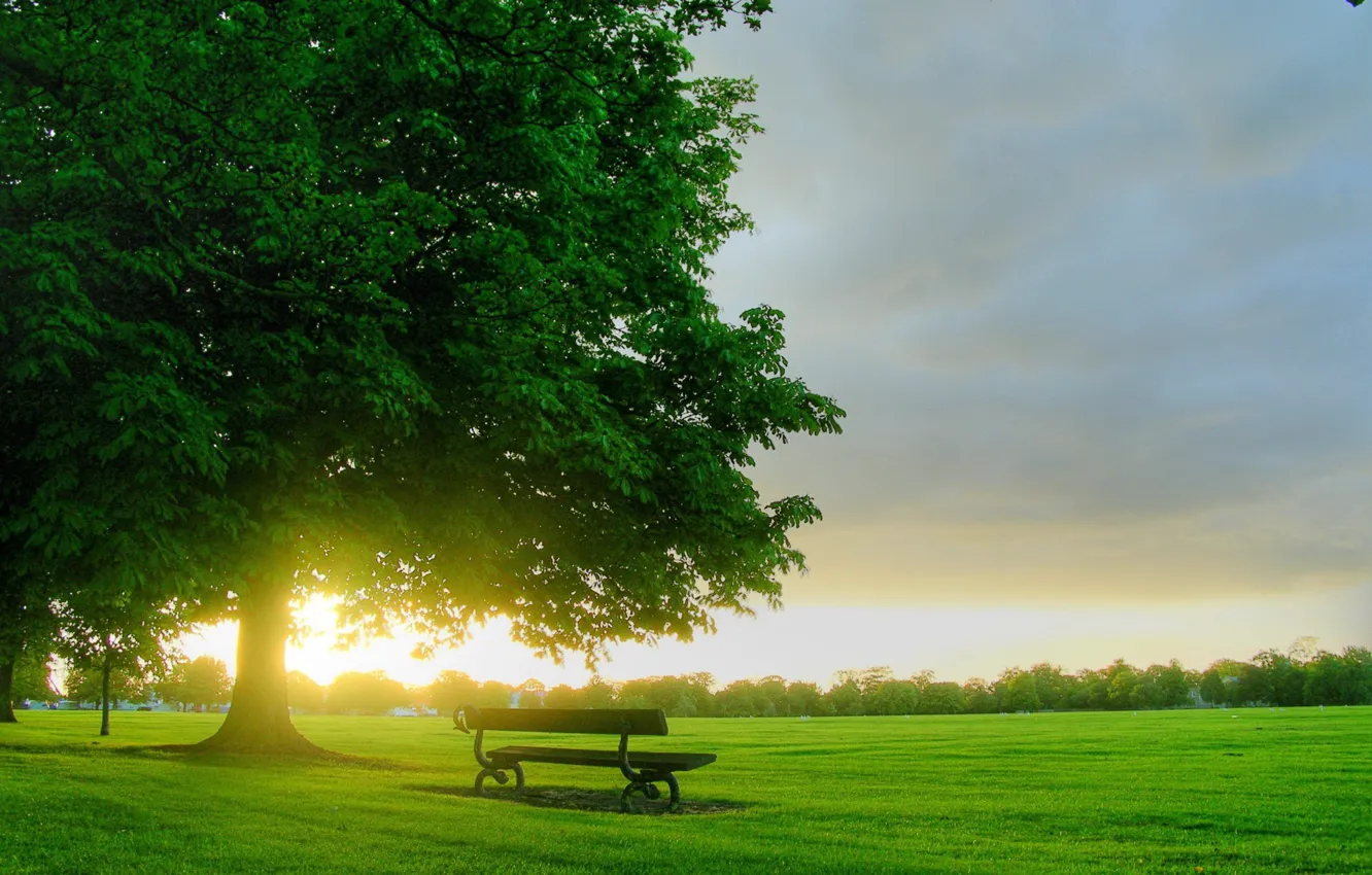 Photo wallpaper trees, bench, morning