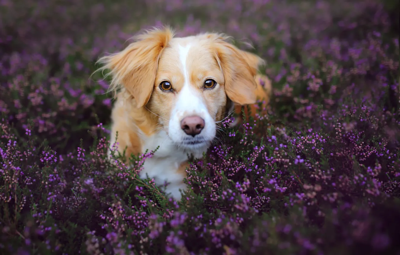 Photo wallpaper field, look, flowers, nature, animal, dog, lavender, dog