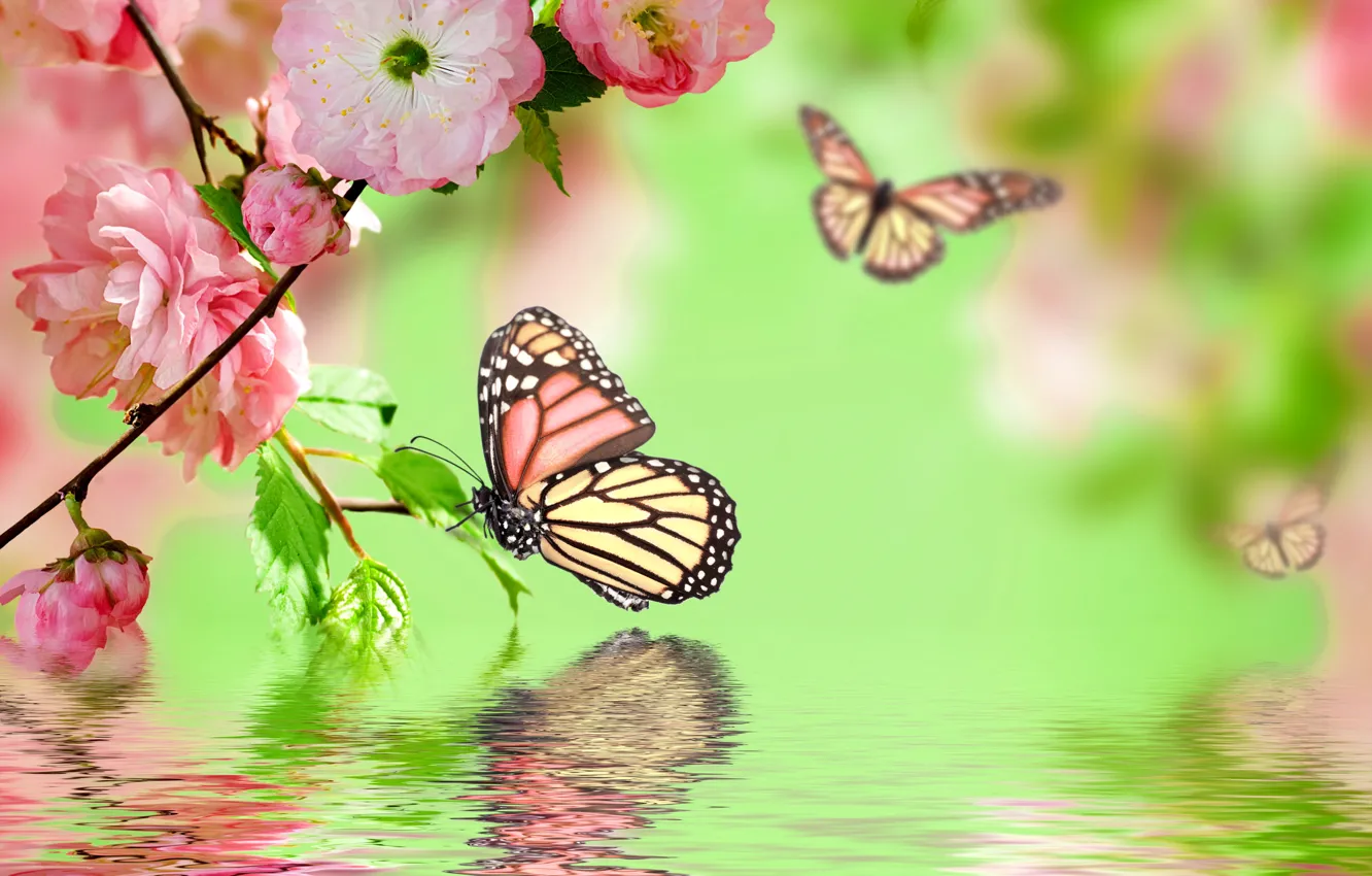 Photo wallpaper water, butterfly, reflection, pink, spring, flowering, pink, water