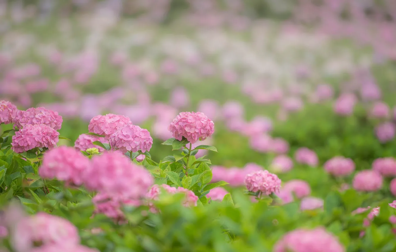 Photo wallpaper flowers, pink, pink, flowers, hydrangea