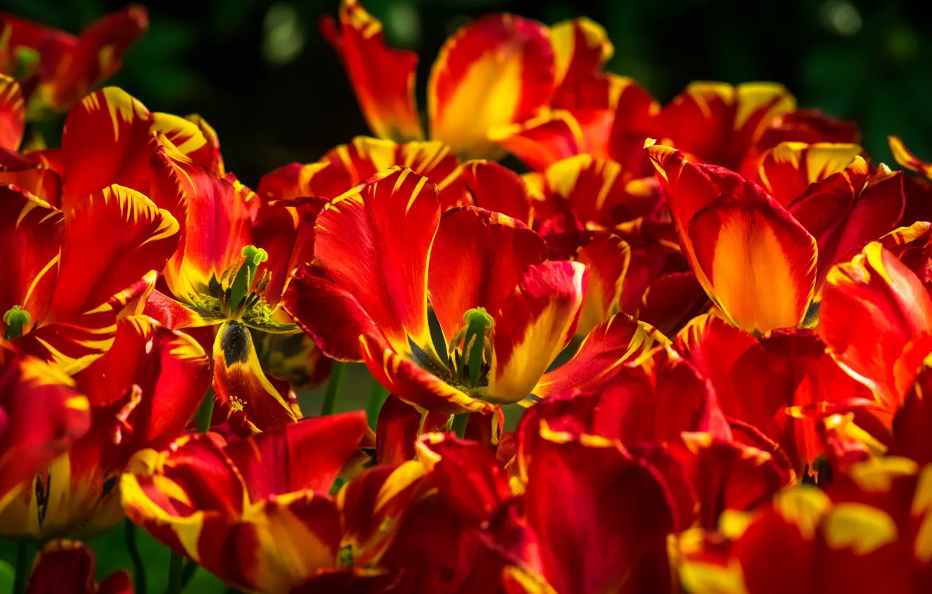 Photo wallpaper light, flowers, red, bright, spring, tulips, buds, striped